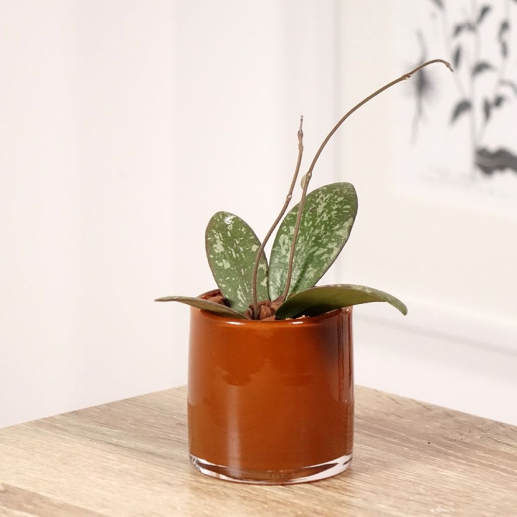 Hoya sigillatis - Fiore di cera