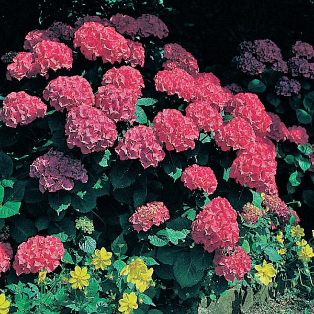 Hydrangea macrophylla Glowing Amber - Ortensia