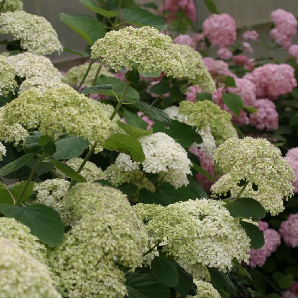 Hydrangea arborescens Lime Rickey - Ortensia