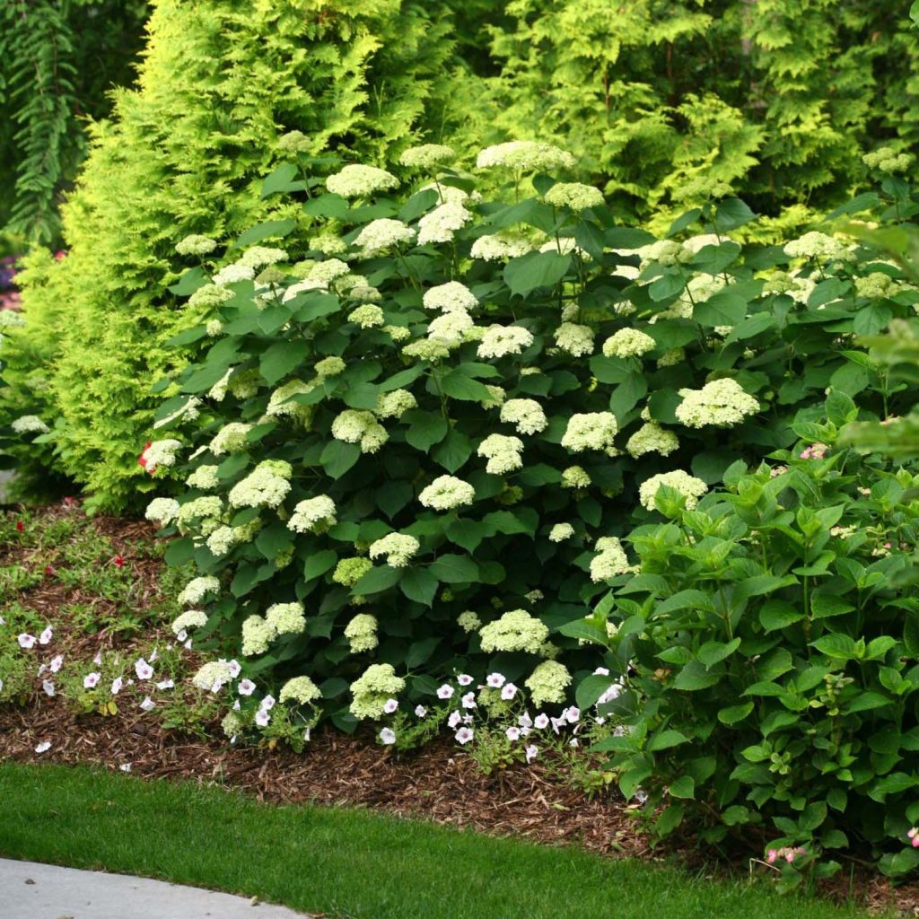 Hydrangea arborescens Lime Rickey - Ortensia