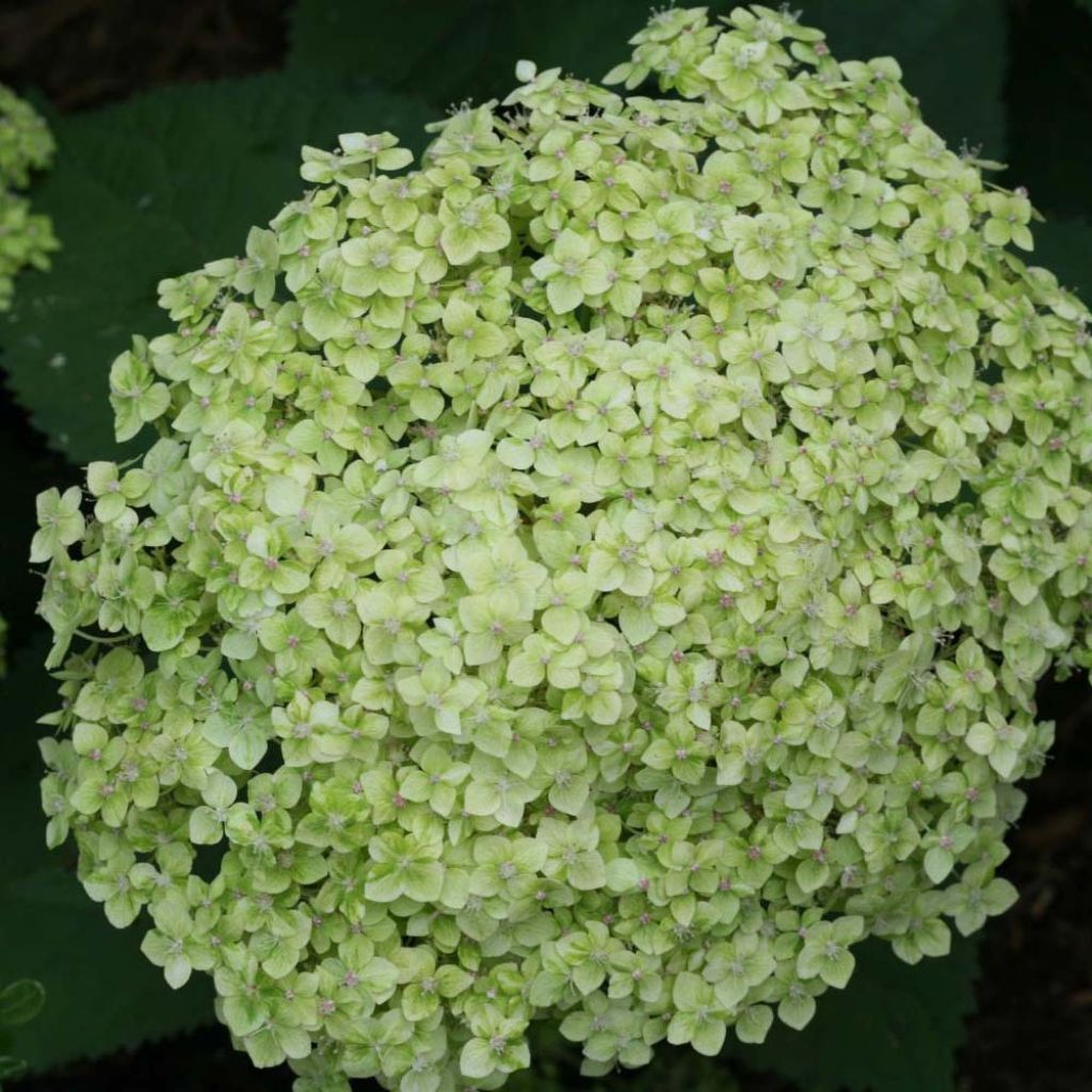 Hydrangea arborescens Lime Rickey - Ortensia