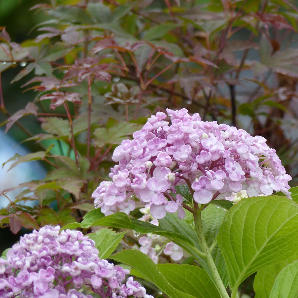 Hydrangea macrophylla Ayesha - Ortensia