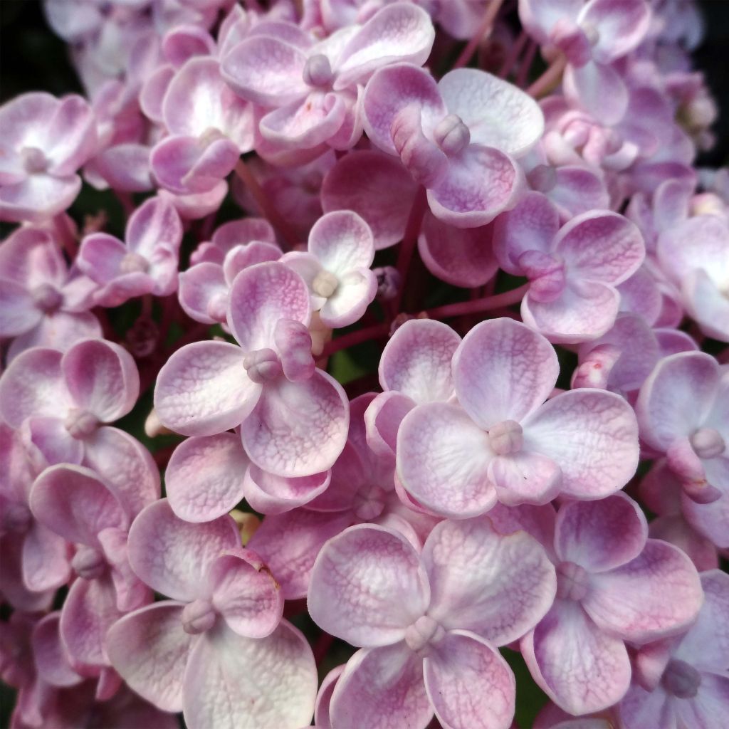 Hydrangea macrophylla Ayesha - Ortensia