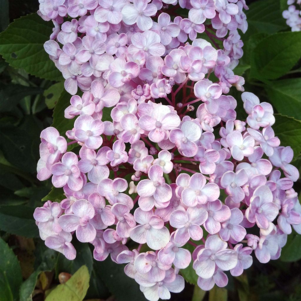Hydrangea macrophylla Ayesha - Ortensia