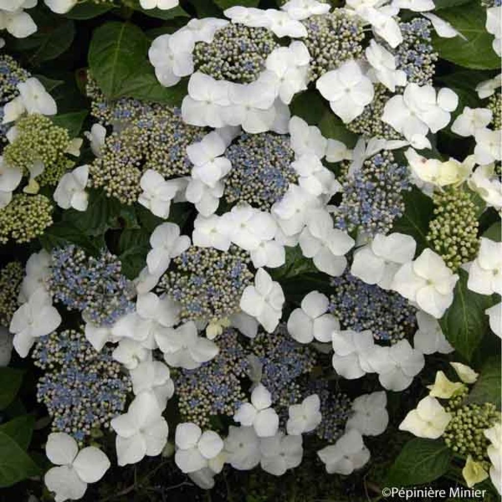 Hydrangea macrophylla Great Star Blanc Bleu - Ortensia