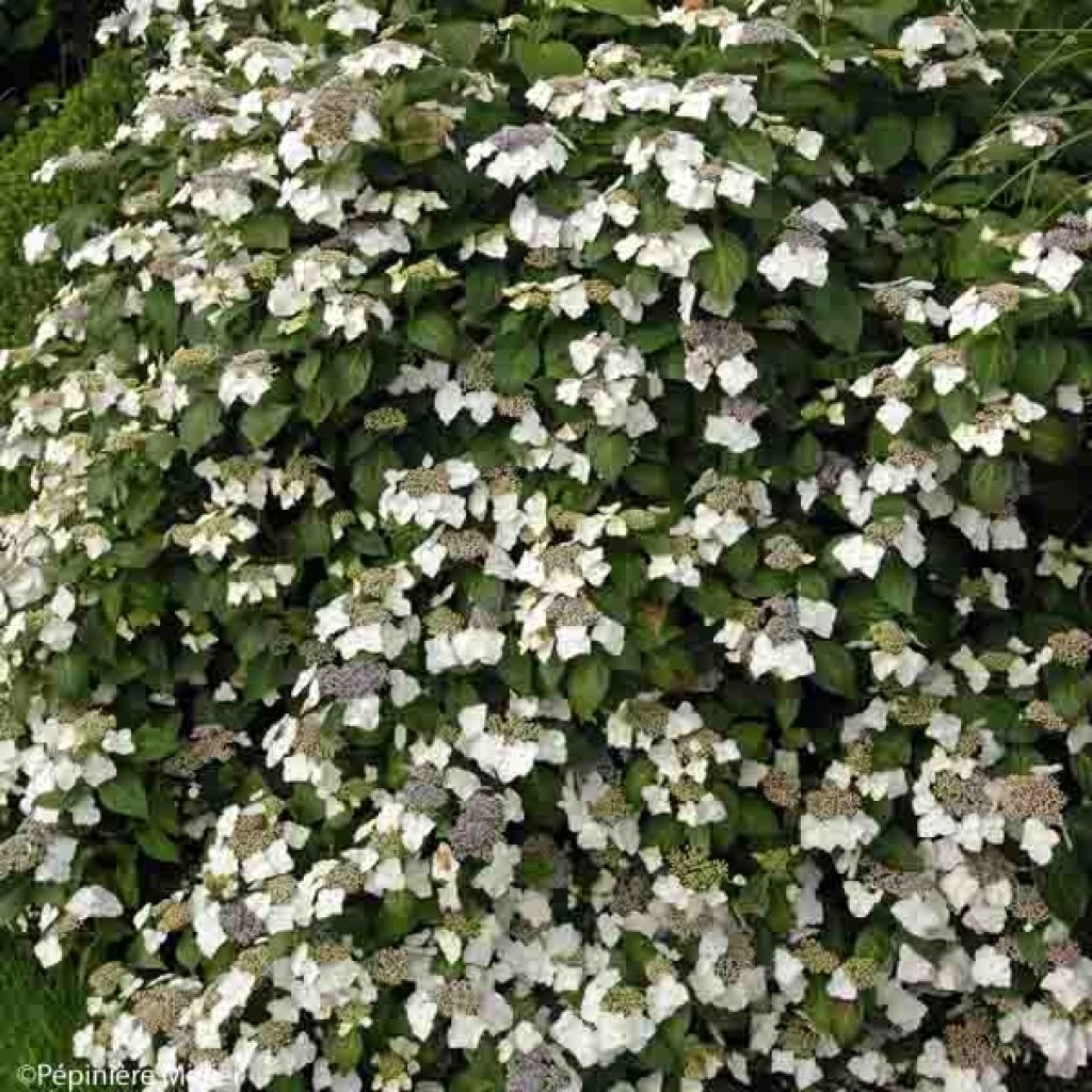 Hydrangea macrophylla Great Star Blanc Bleu - Ortensia