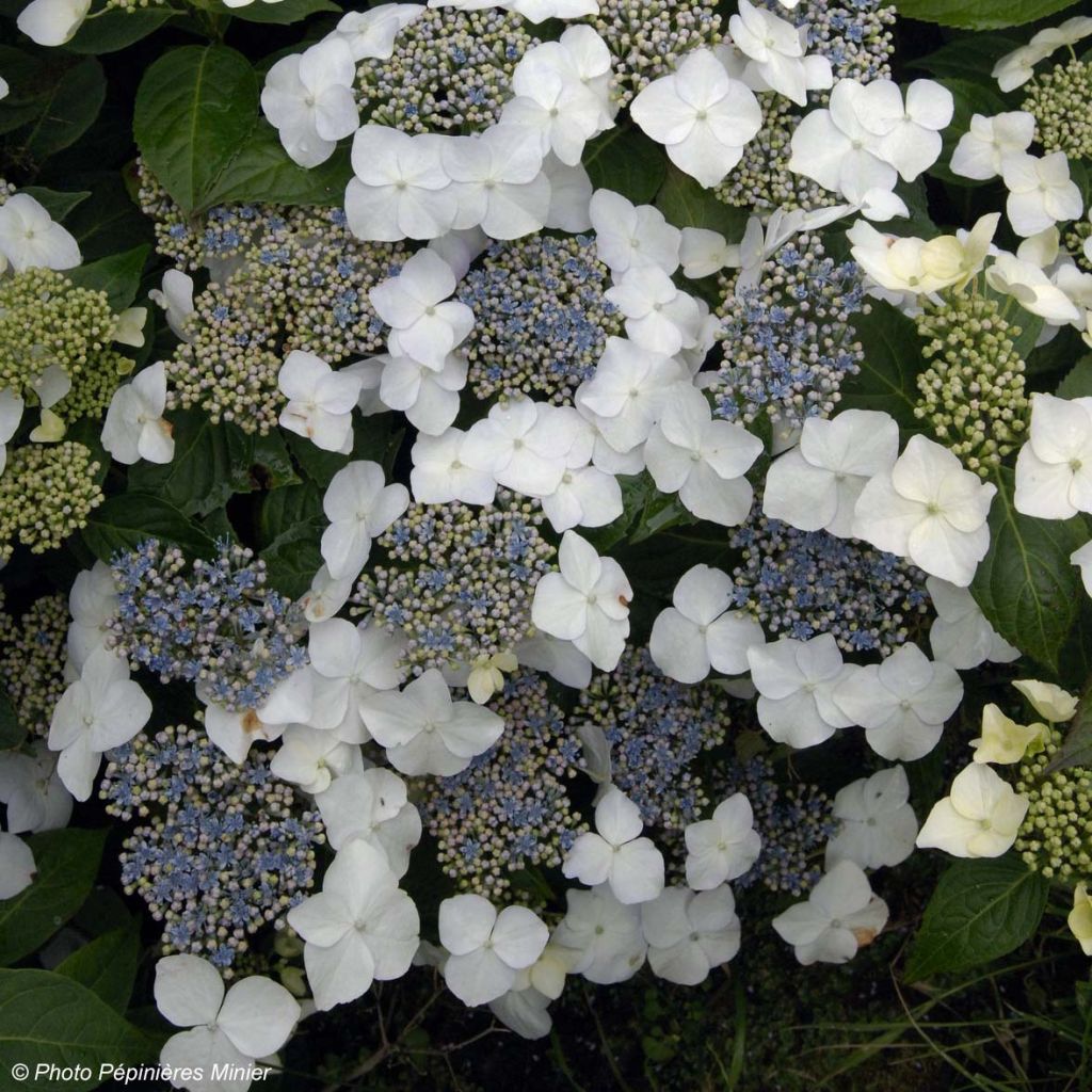 Hydrangea macrophylla Great Star Blanc Bleu - Ortensia