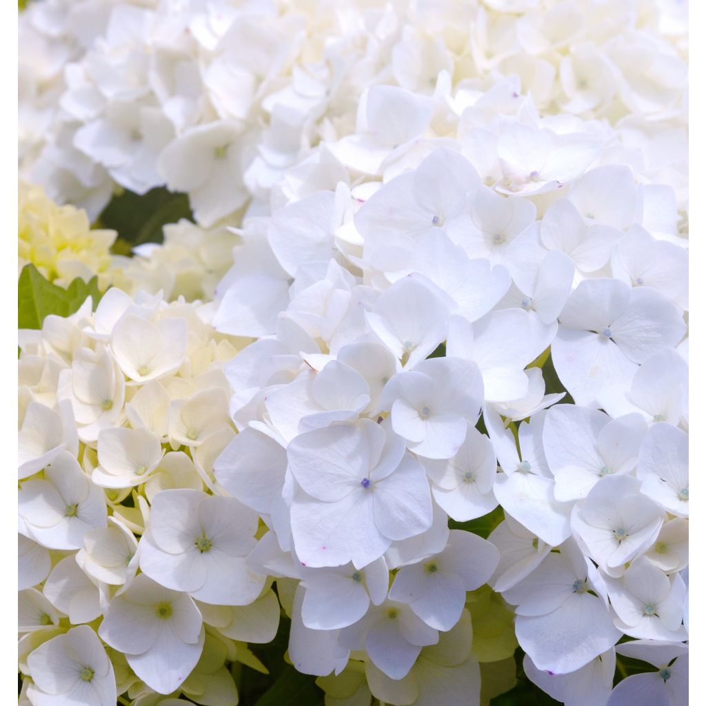 Hydrangea macrophylla Immaculata - Ortensia