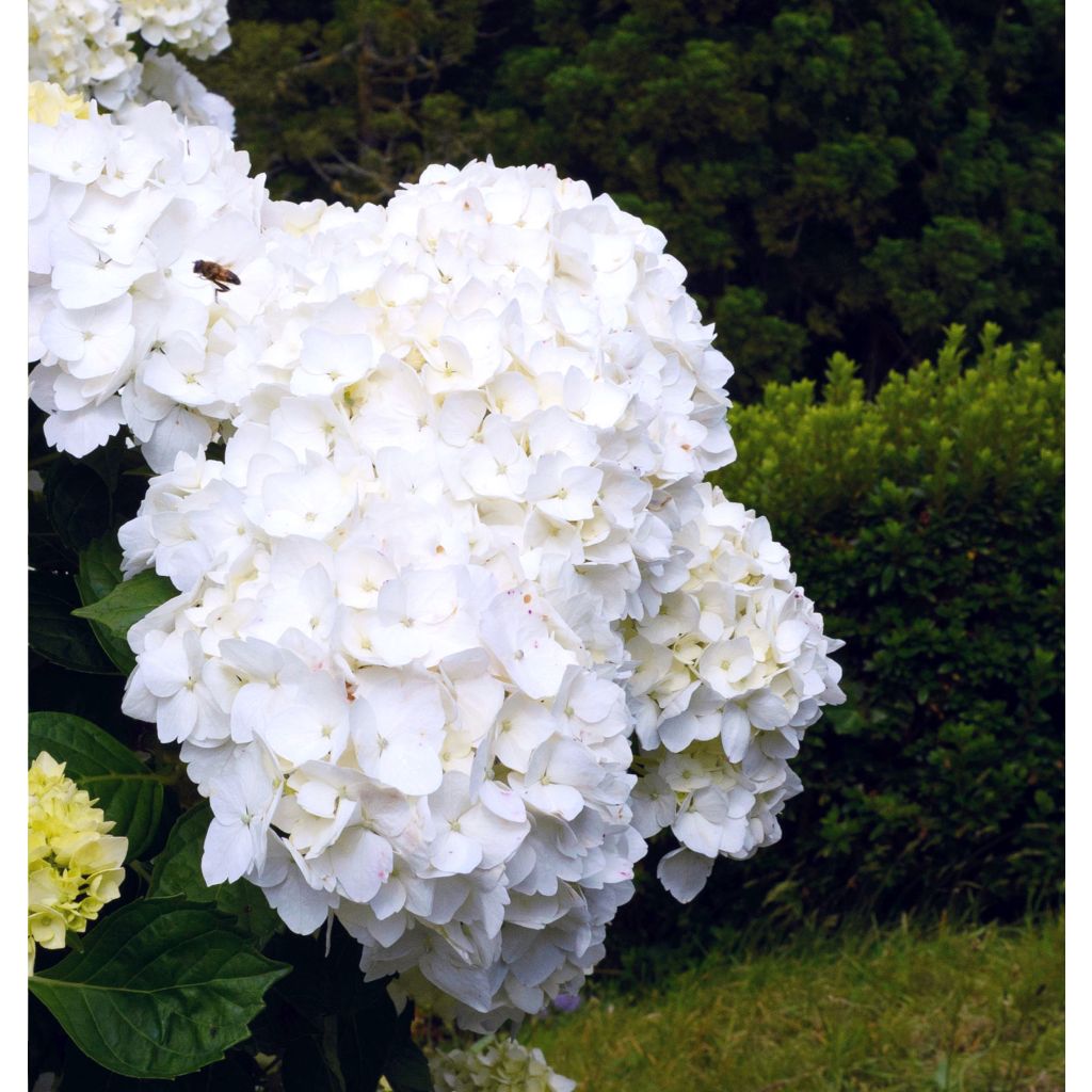 Hydrangea macrophylla Immaculata - Ortensia