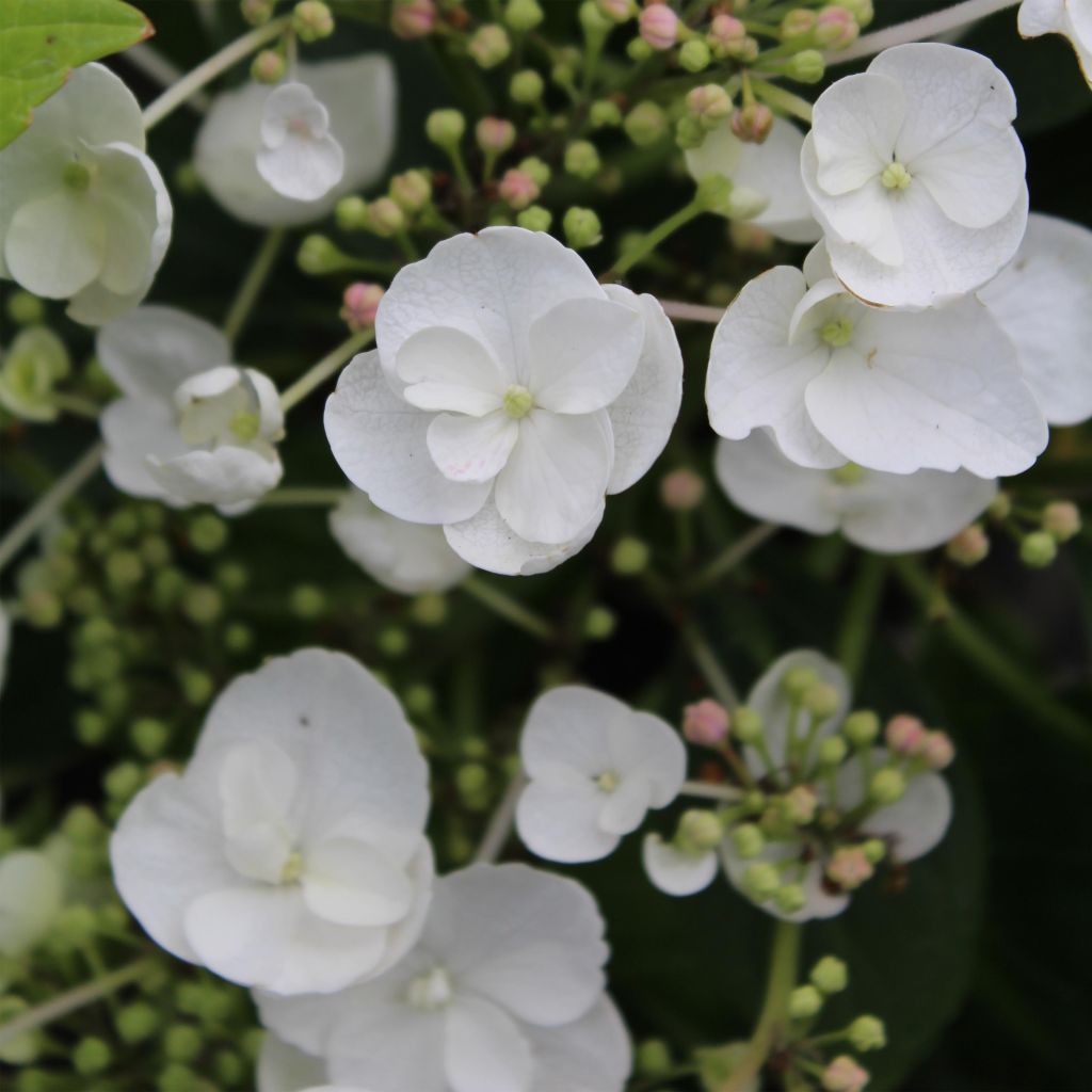 Hydrangea macrophylla Libelle - Ortensia