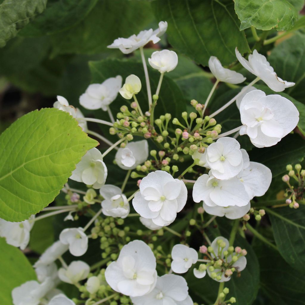 Hydrangea macrophylla Libelle - Ortensia