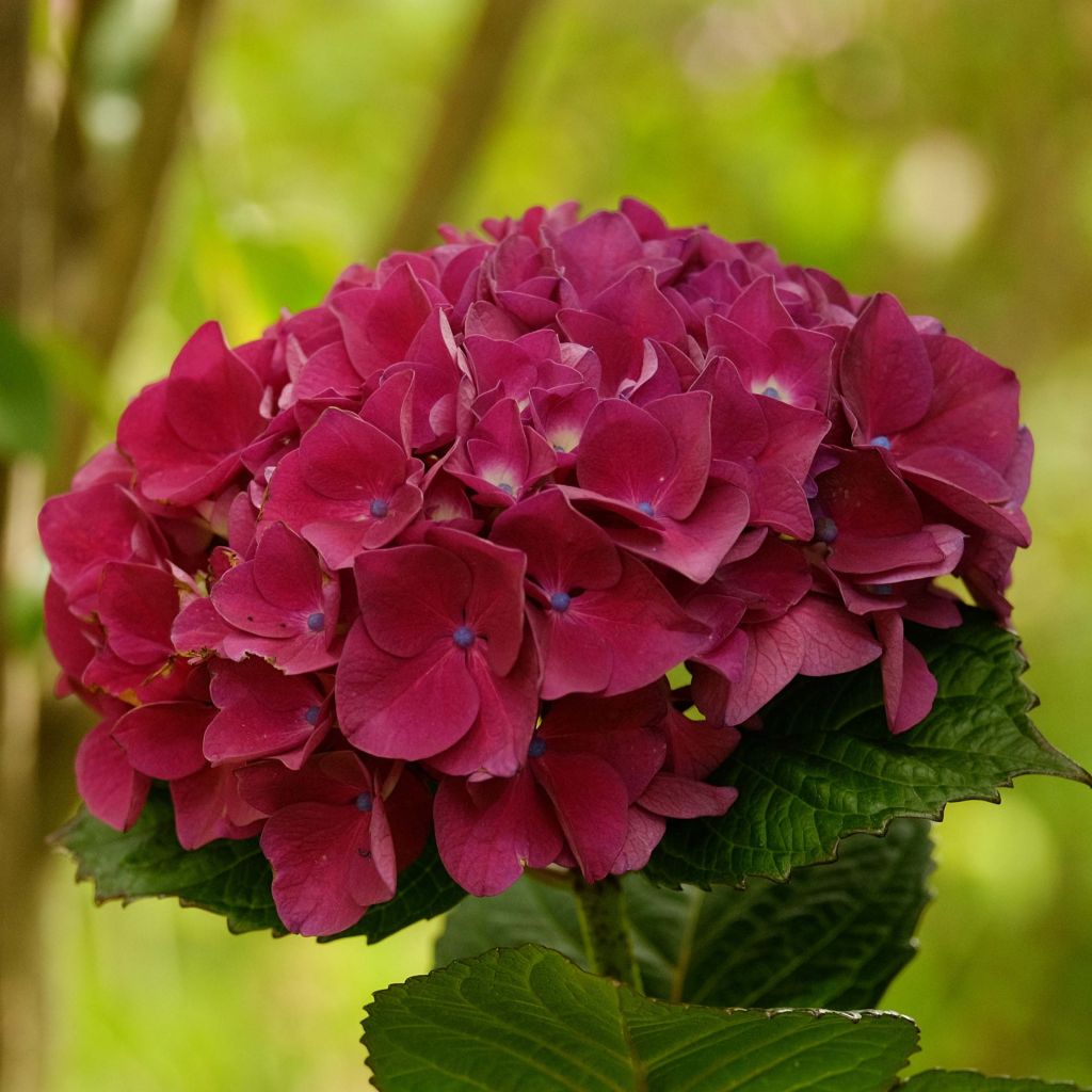 Hydrangea macrophylla Merveille Sanguine - Ortensia