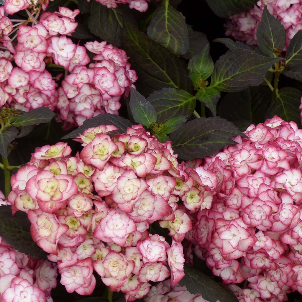Hydrangea macrophylla Miss Saori - Ortensia