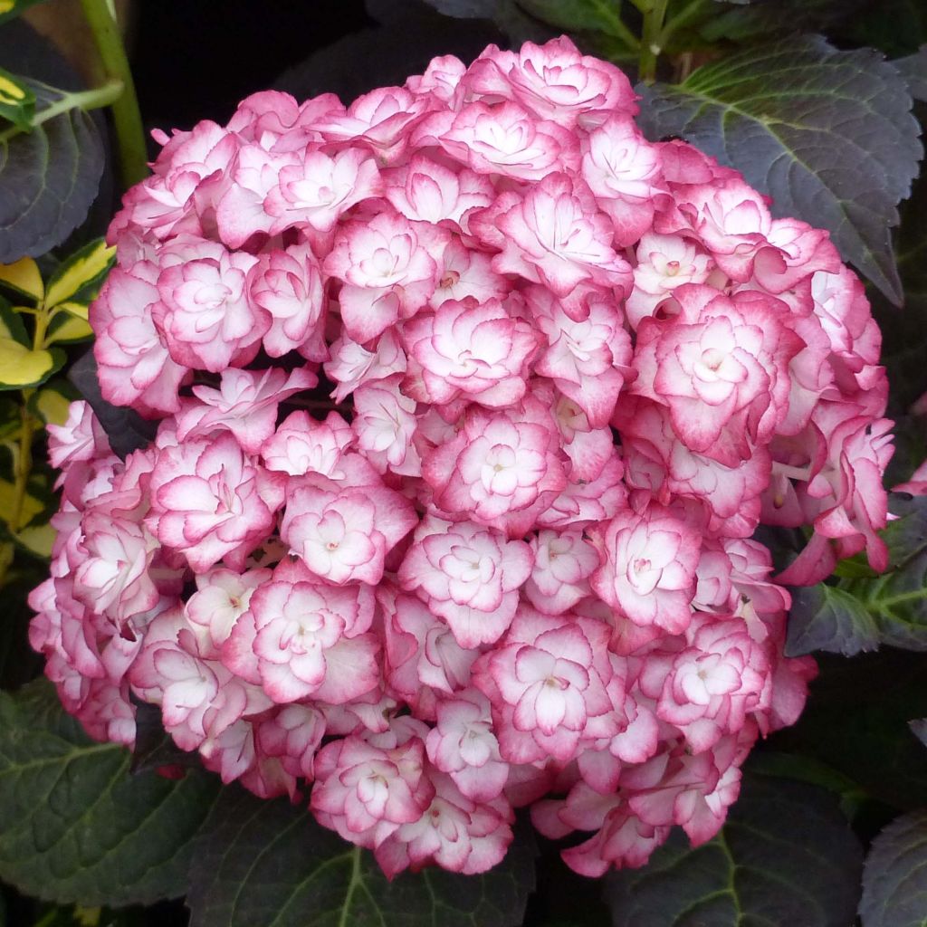 Hydrangea macrophylla Miss Saori - Ortensia
