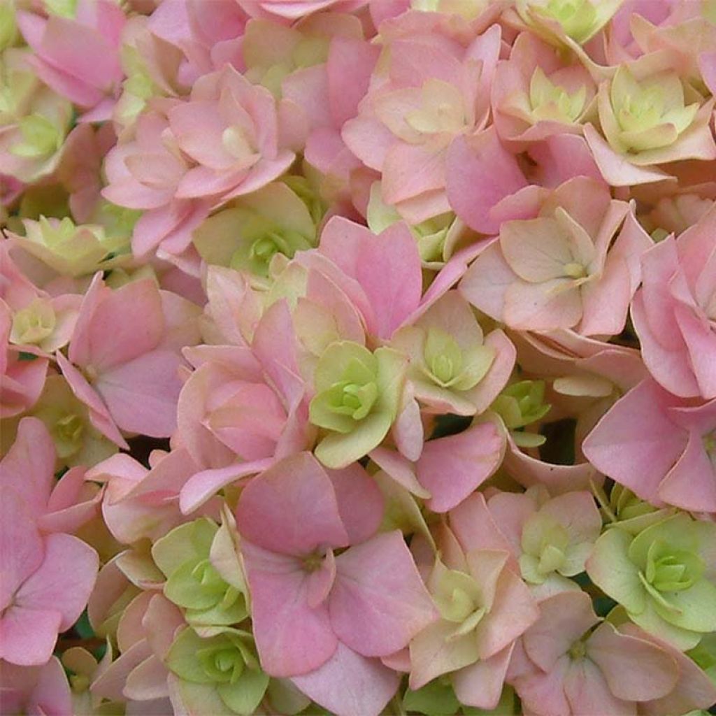 Hydrangea macrophylla You and Me Together - Ortensia