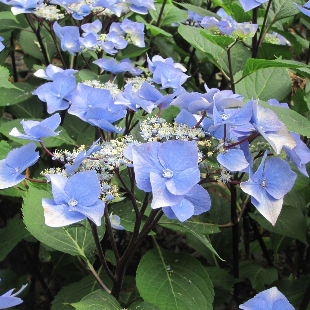 Hydrangea macrophylla Zorro Blue - Ortensia