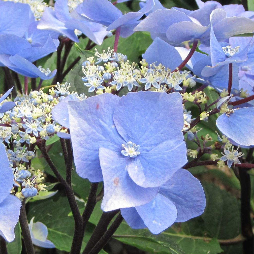 Hydrangea macrophylla Zorro Blue - Ortensia