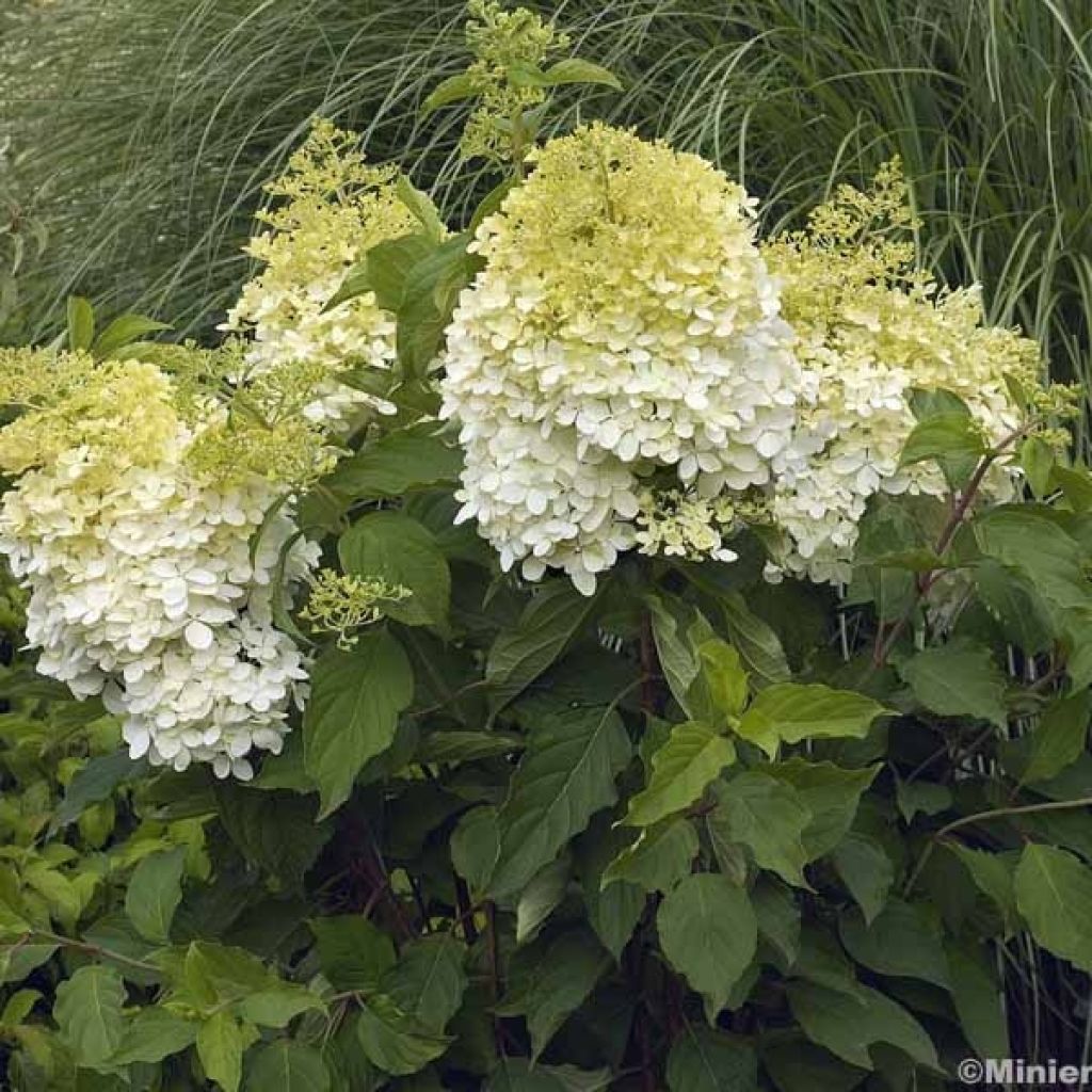 Hydrangea paniculata Phantom - Ortensia paniculata