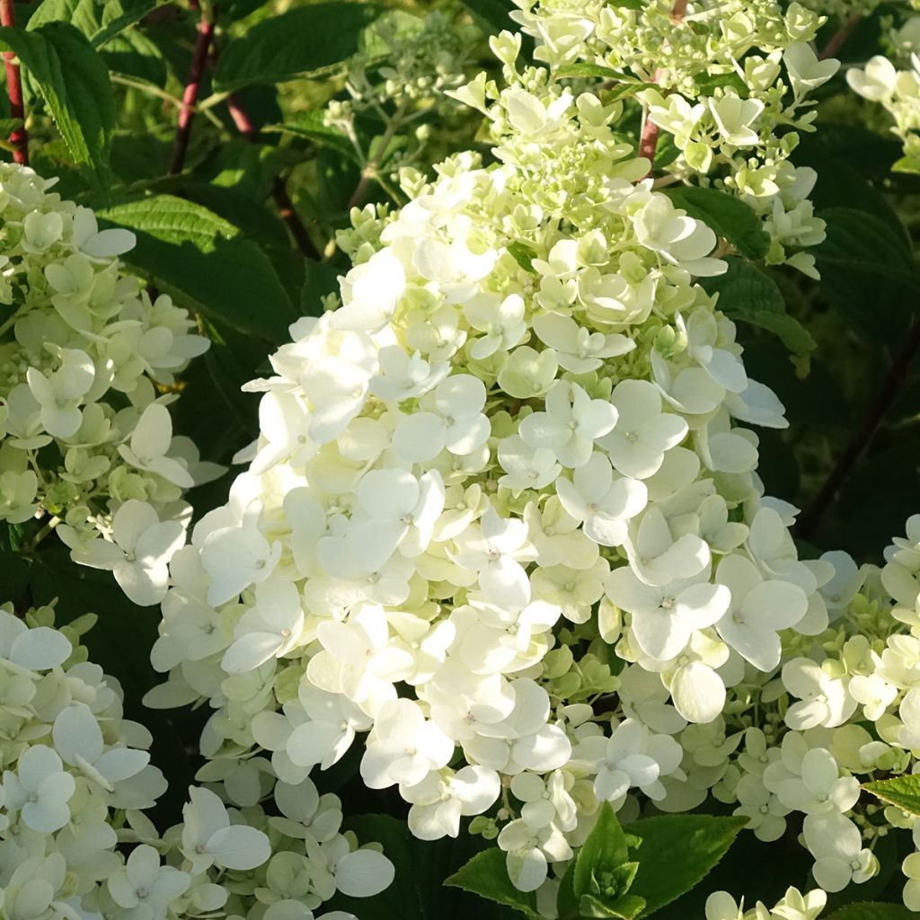 Hydrangea paniculata Fire Light Tidbit - Ortensia paniculata