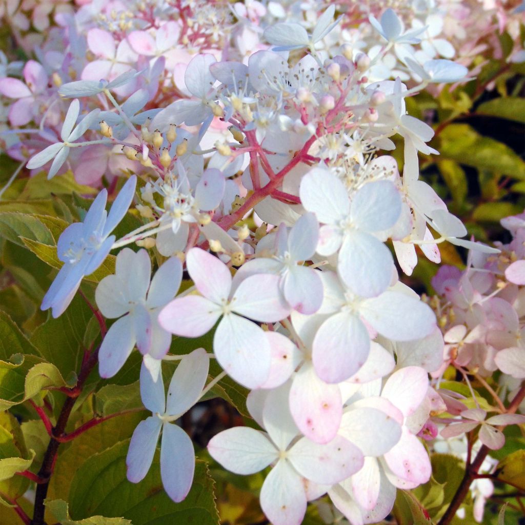 Hydrangea paniculata Phantom - Ortensia paniculata