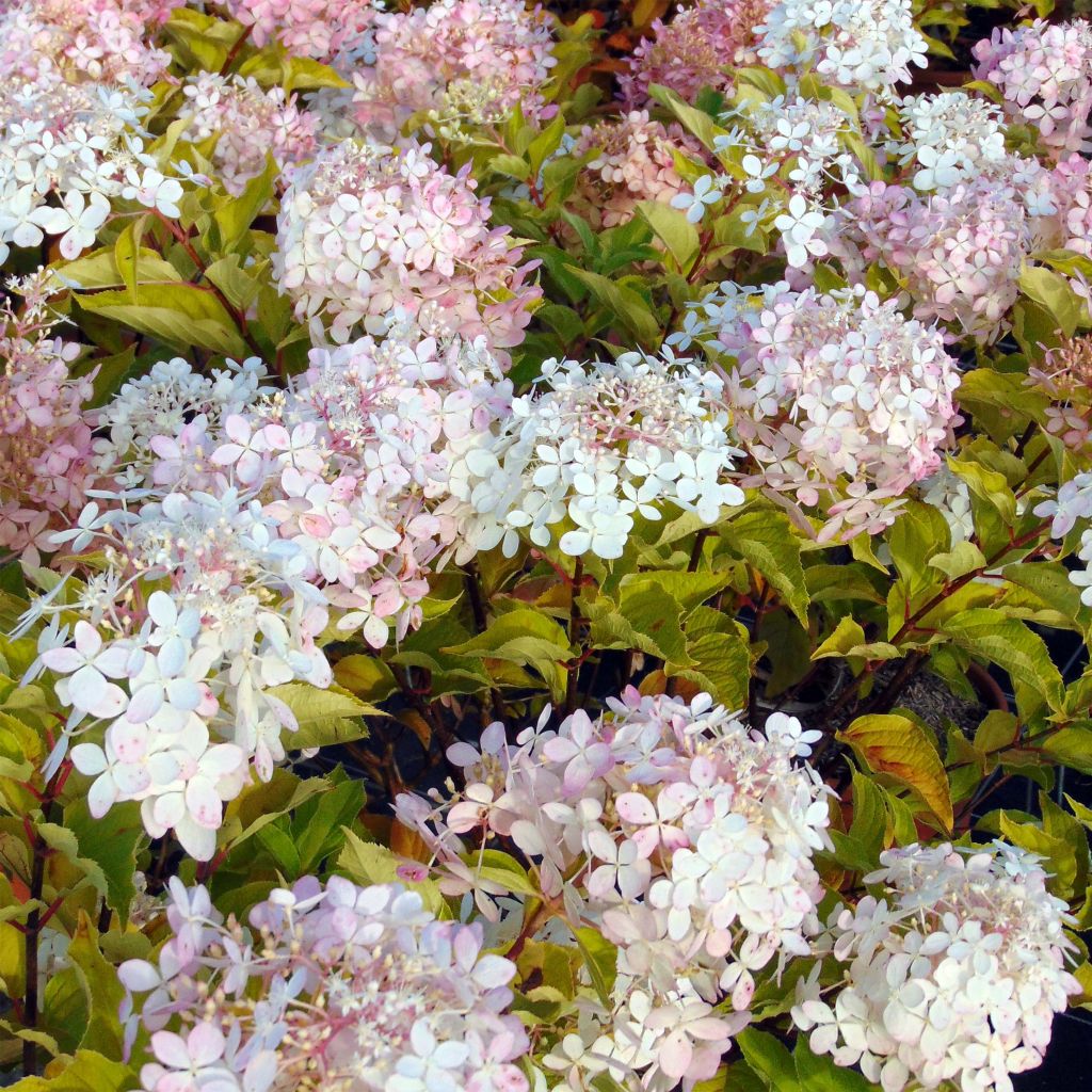 Hydrangea paniculata Phantom - Ortensia paniculata