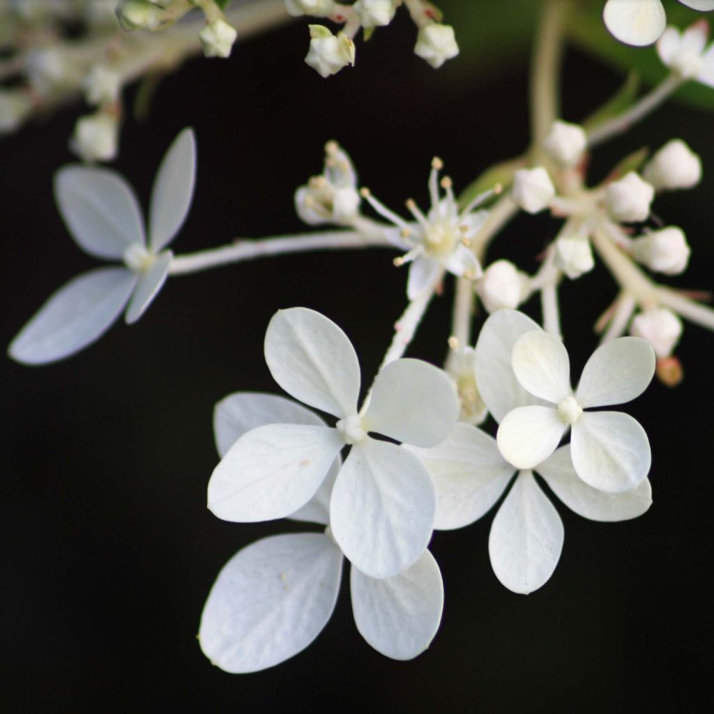 Hydrangea paniculata Phantom - Ortensia paniculata