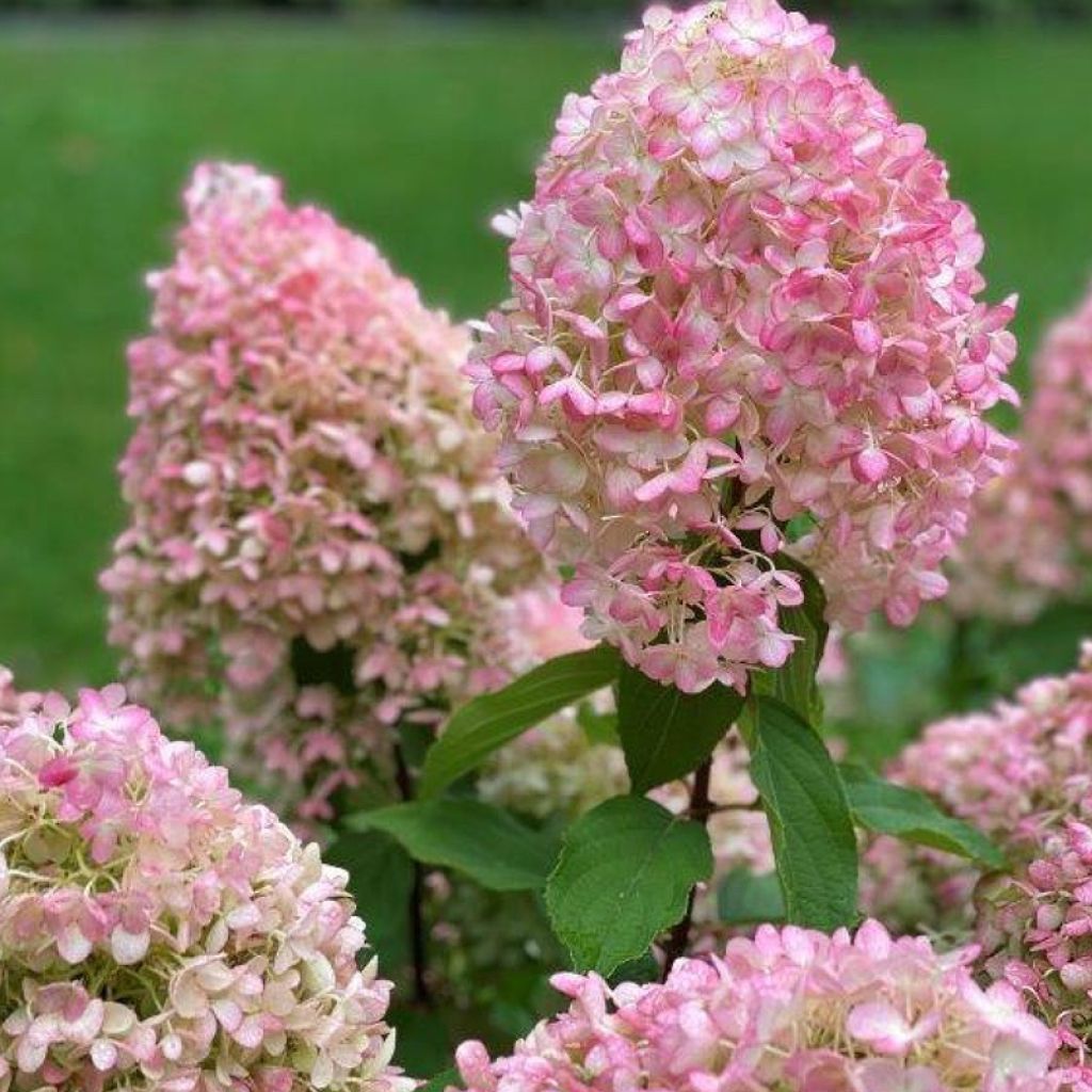 Hydrangea paniculata Pinkachu - Ortensia paniculata