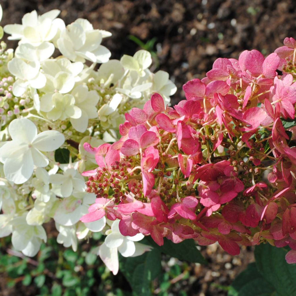 Hydrangea paniculata Pinky Winky - Ortensia paniculata