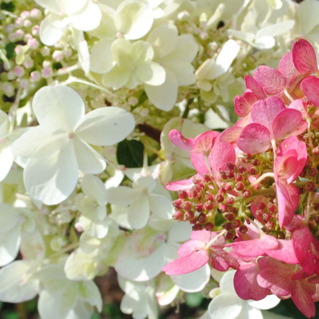 Hydrangea paniculata Pinky Winky - Ortensia paniculata