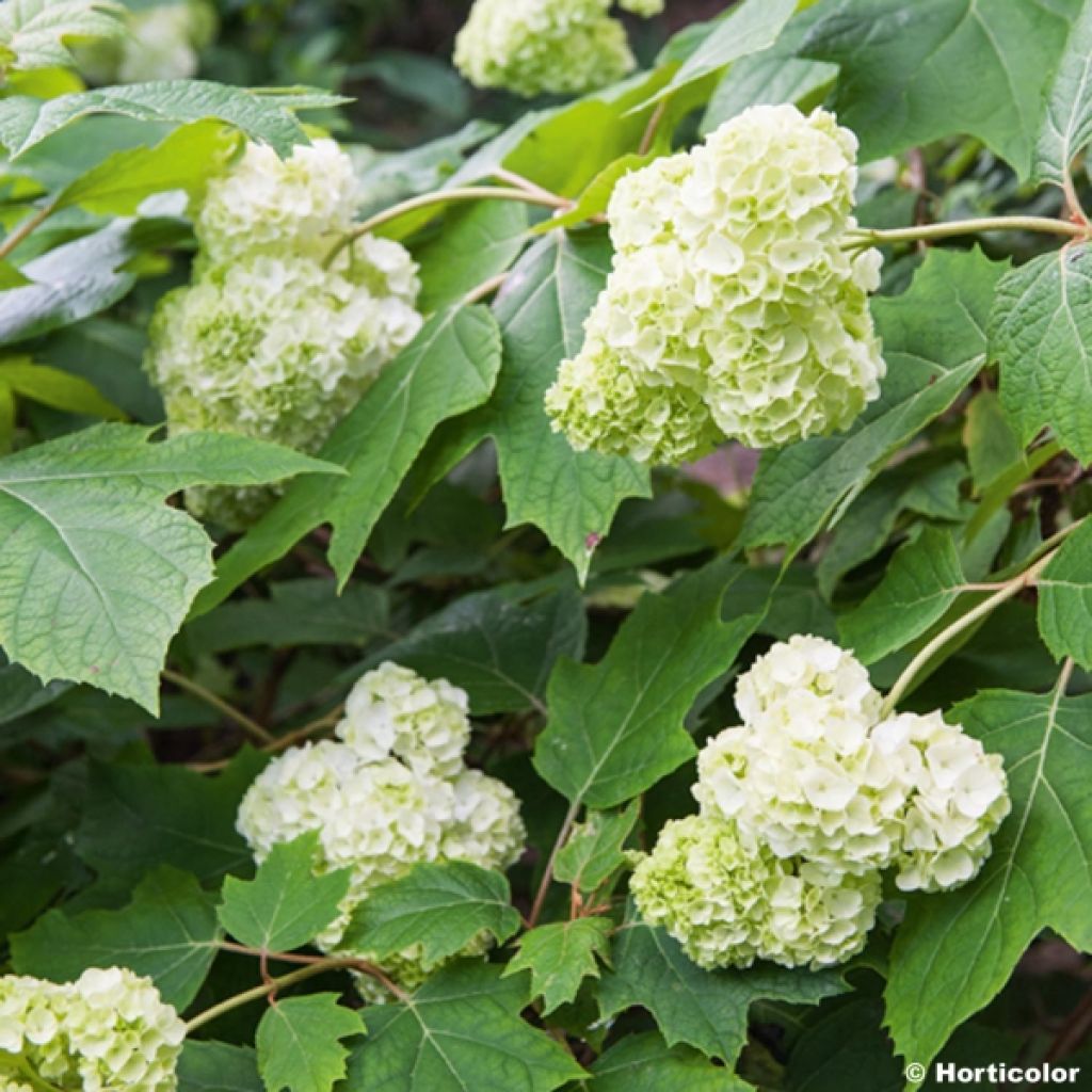Hydrangea quercifolia Harmony - Ortensia a foglie di quercia