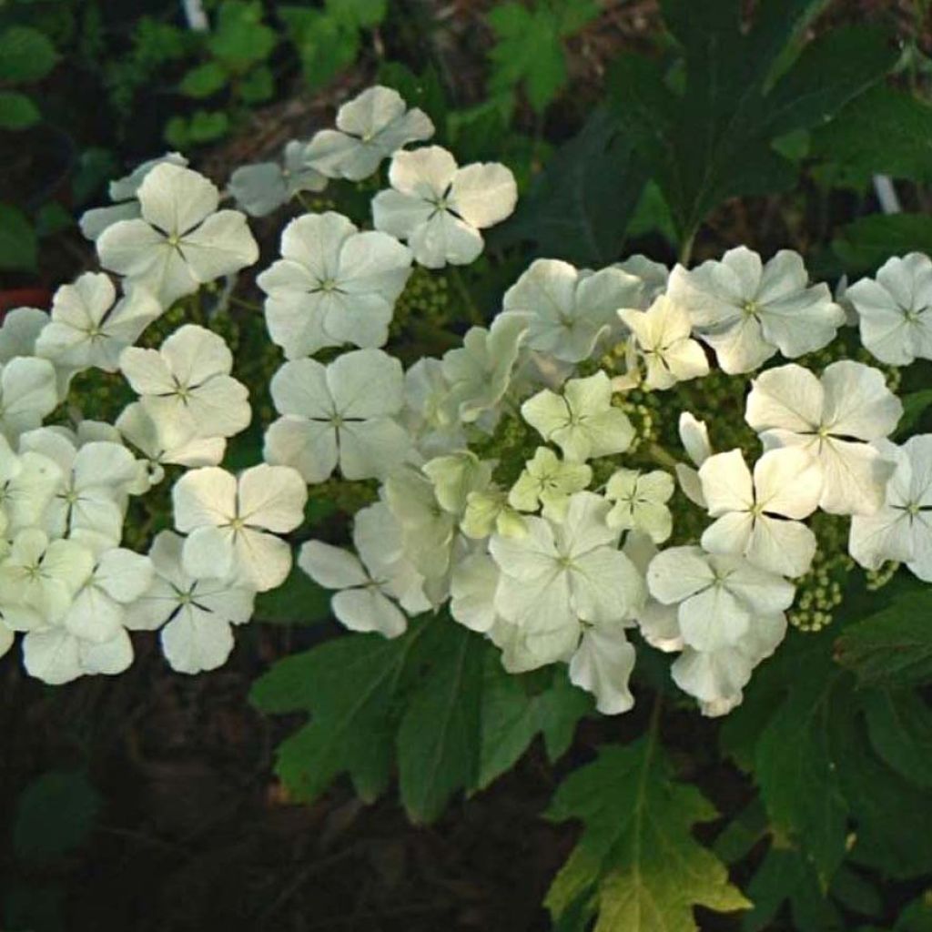 Hydrangea quercifolia Ice Crystal - Ortensia a foglie di quercia