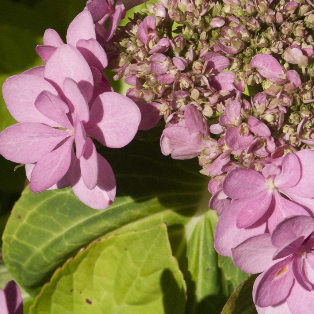 Hydrangea macrophylla You and Me Forever - Ortensia