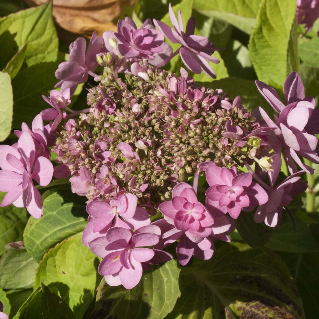 Hydrangea macrophylla You and Me Forever - Ortensia