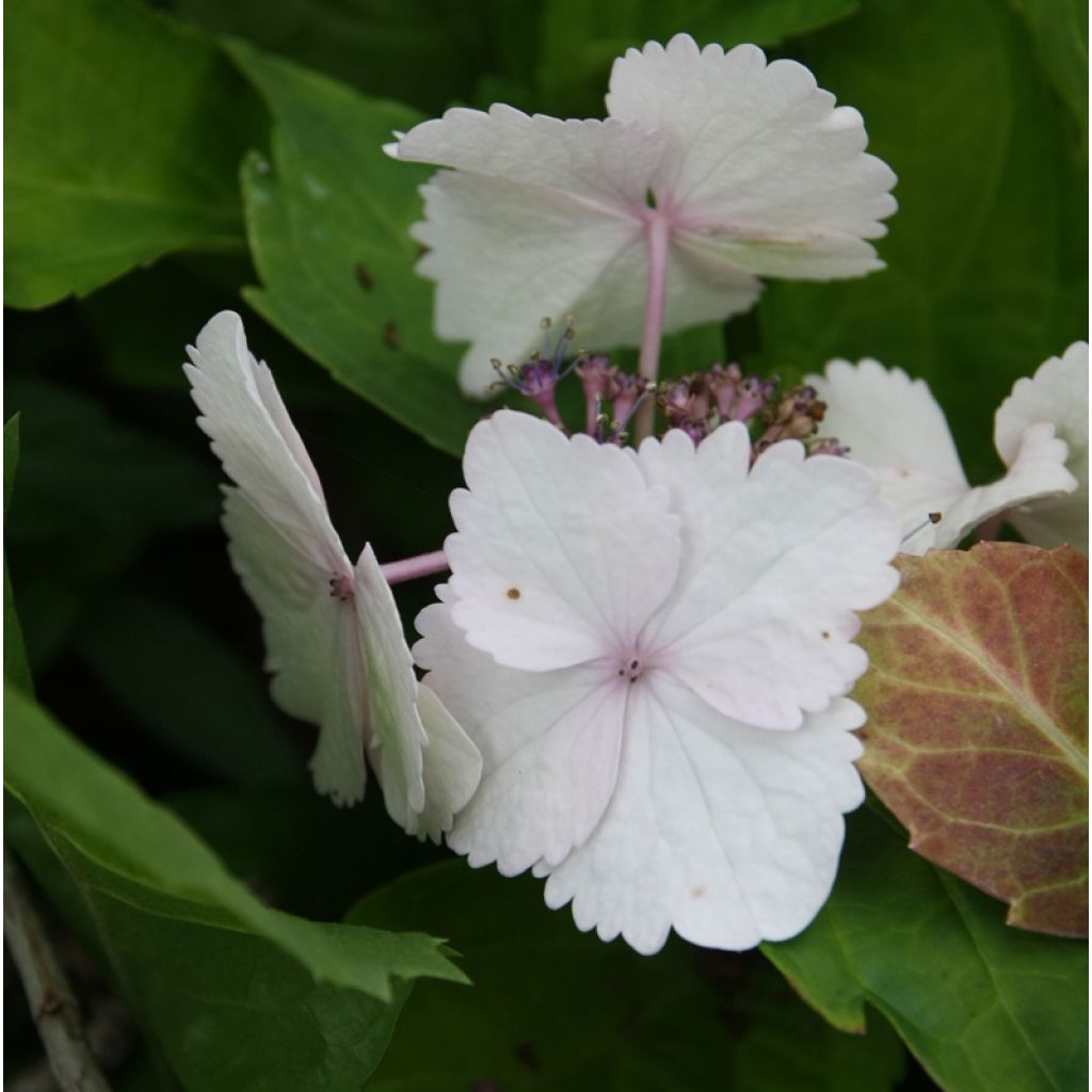 Hydrangea macrophylla Koria - Ortensia