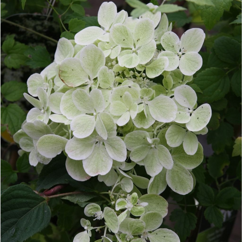 Hydrangea paniculata Diamant Rouge - Ortensia paniculata