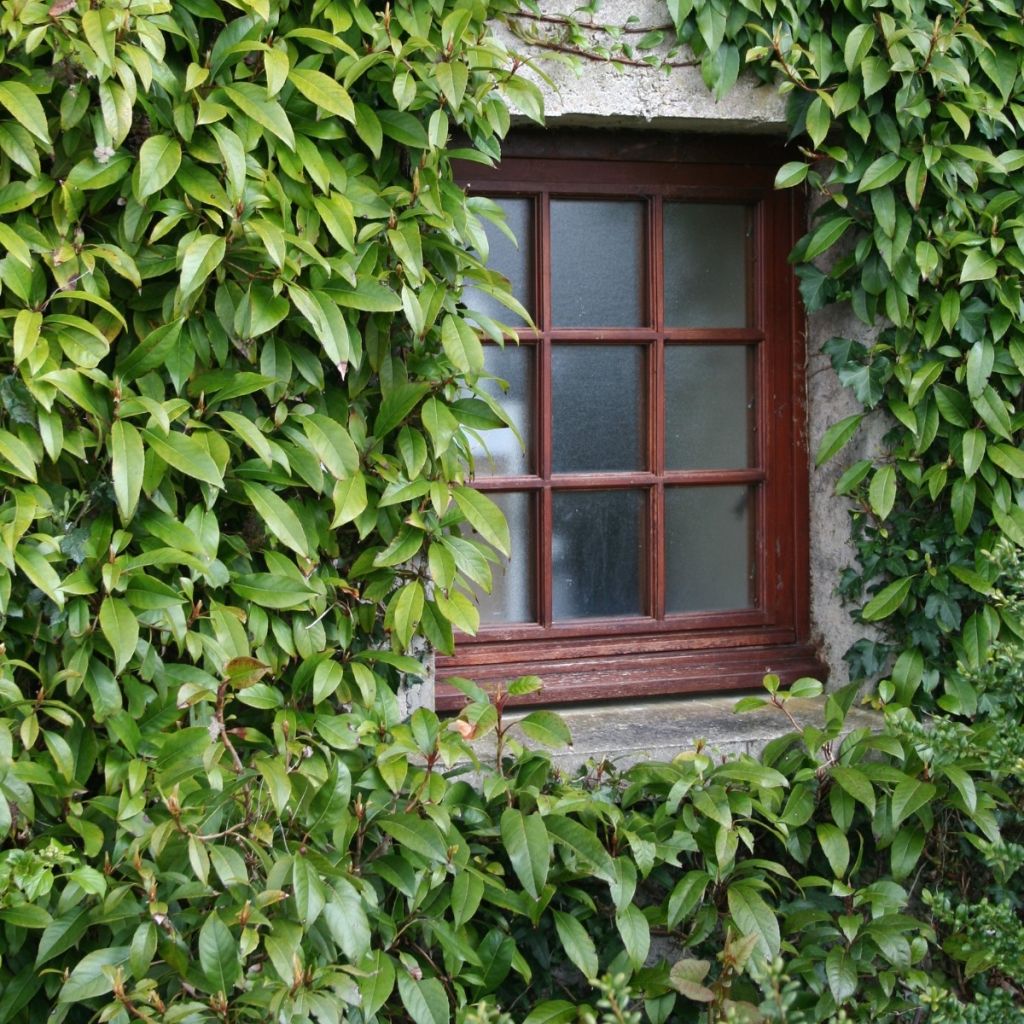 Hydrangea seemanii - Ortensia rampicante
