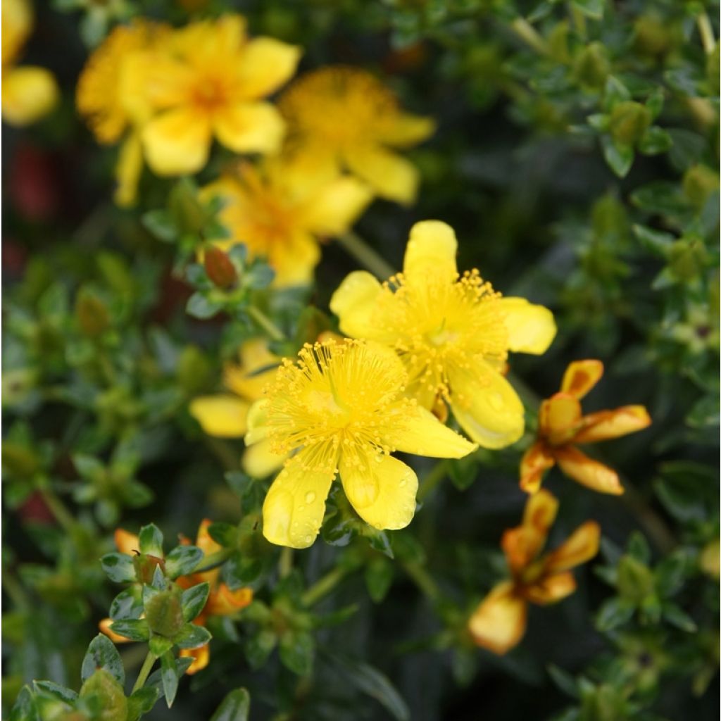 Hypericum kalmianum Gemo - Iperico