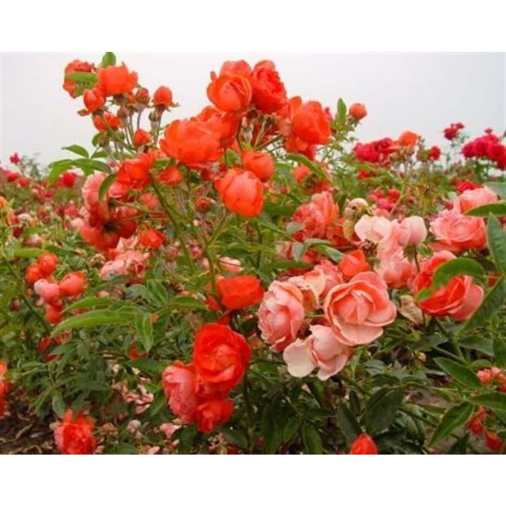 Rosa tappezzante Orange Morsdag