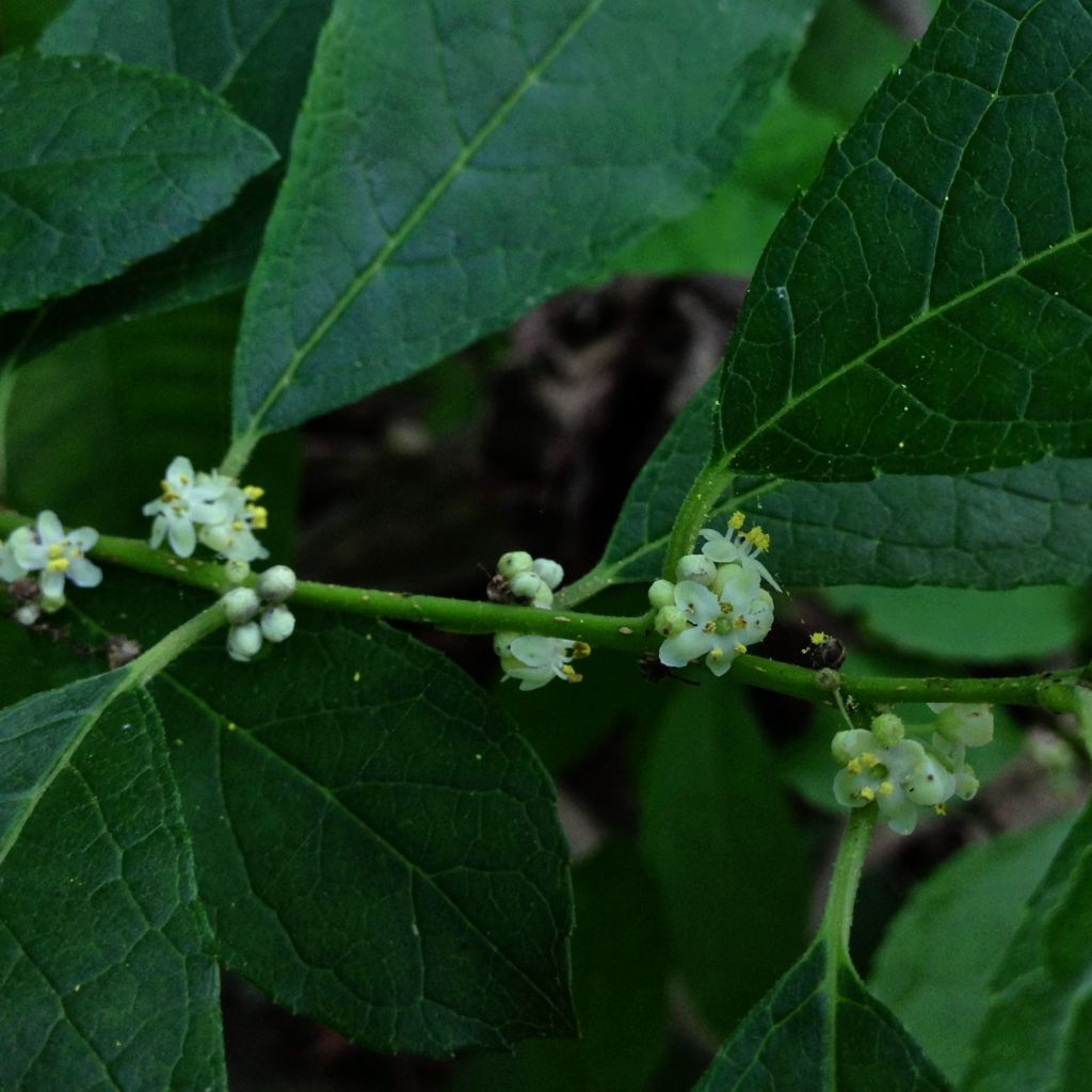Ilex verticillata Southern Gentleman - Agrifoglio