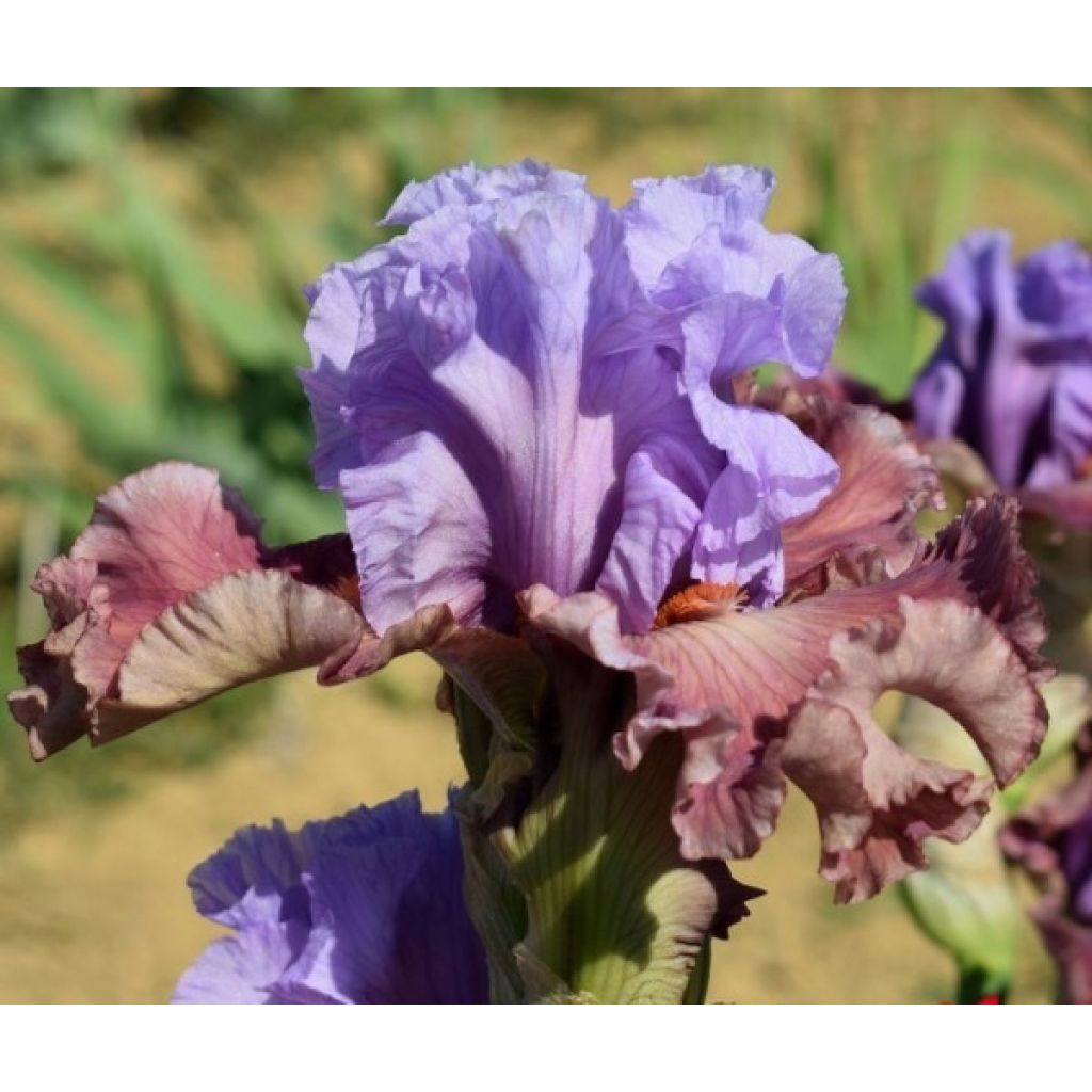 Iris germanica Adoranova - Giaggiolo paonazzo
