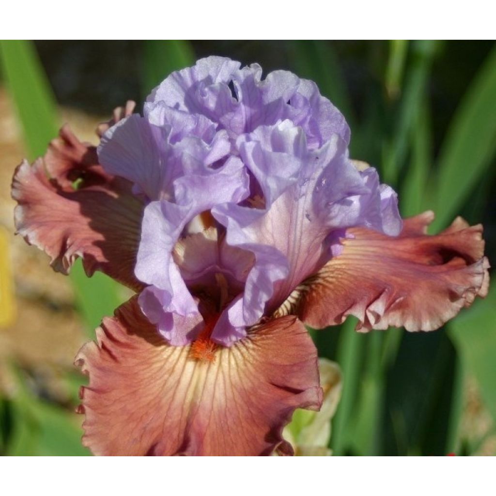 Iris germanica Adoranova - Giaggiolo paonazzo