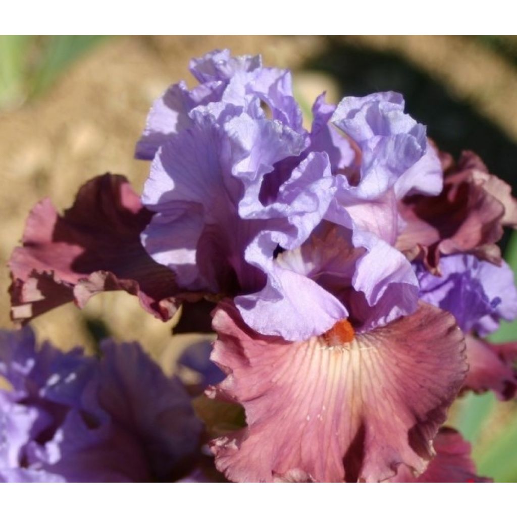 Iris germanica Adoranova - Giaggiolo paonazzo