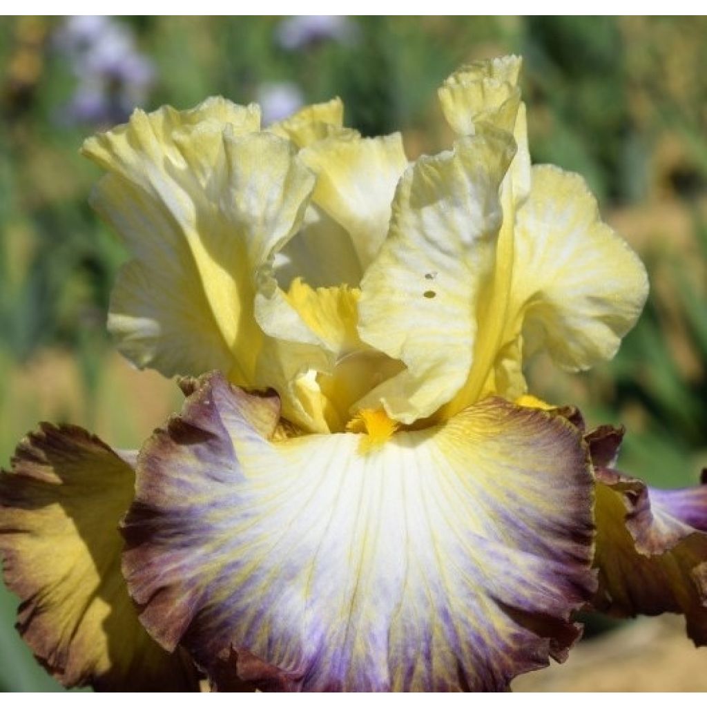 Iris germanica Above The Rim - Giaggiolo paonazzo