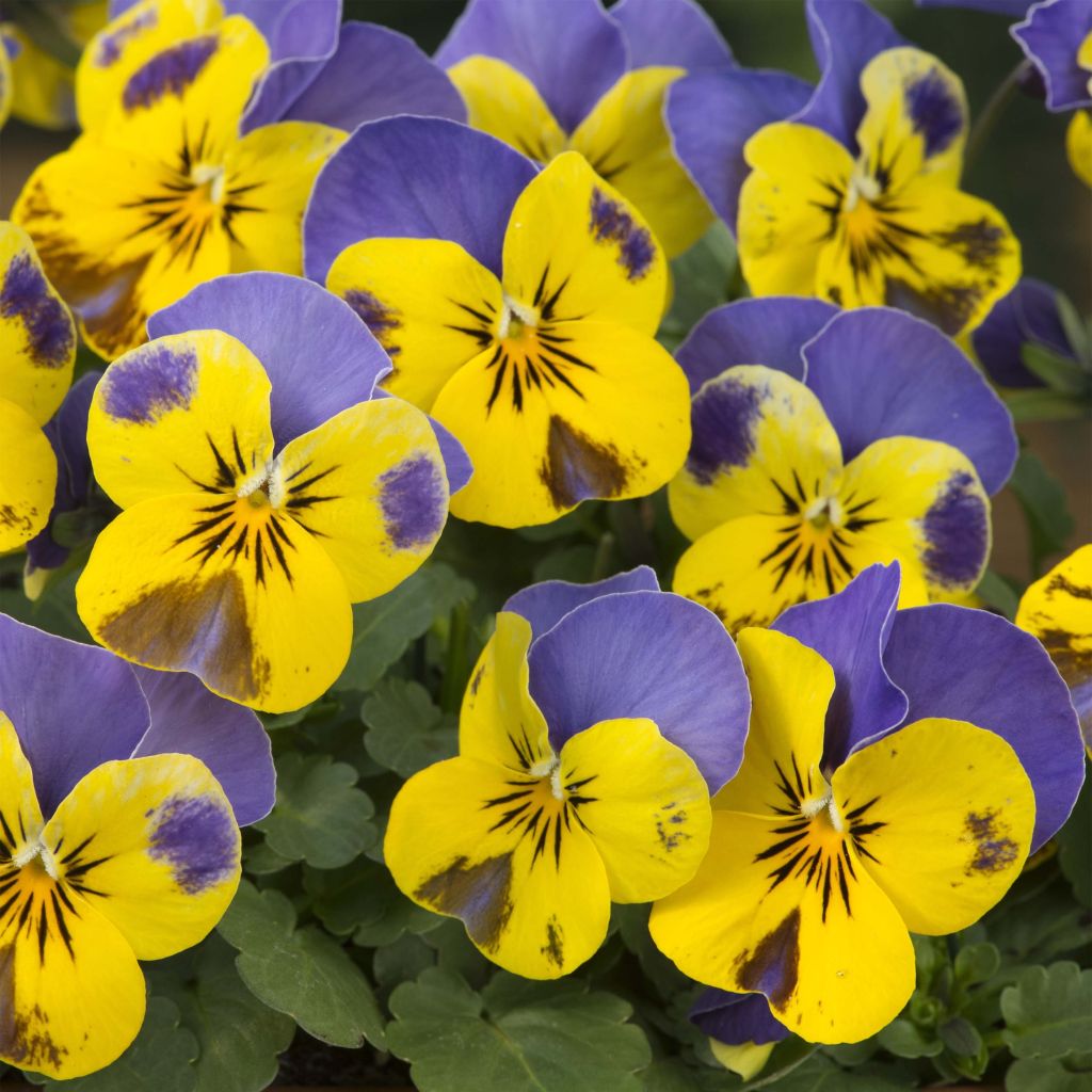 Viola cornuta Sorbet Yellow Blue