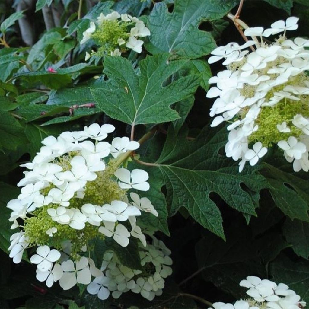 Hydrangea quercifolia Sike's Dwarf - Ortensia a foglie di quercia