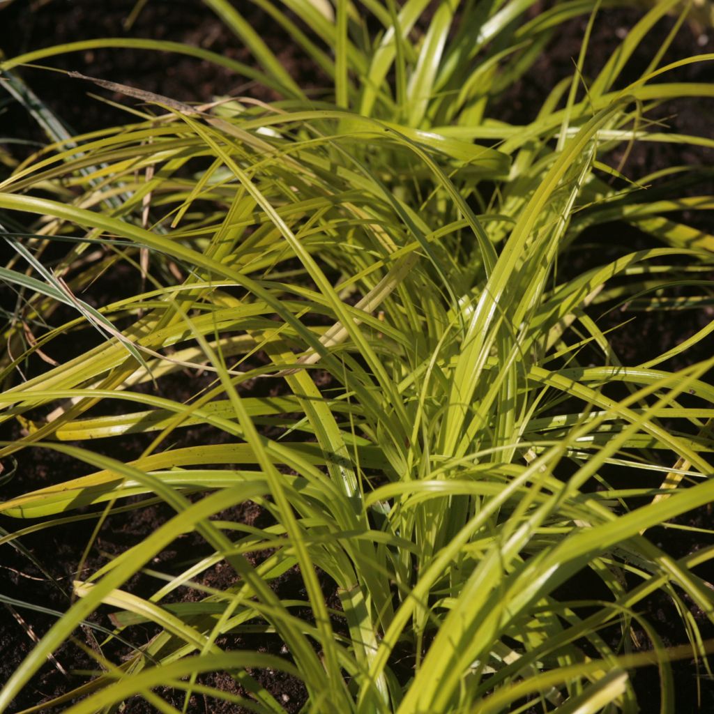Carex oshimensis Everillo - Carice giapponese