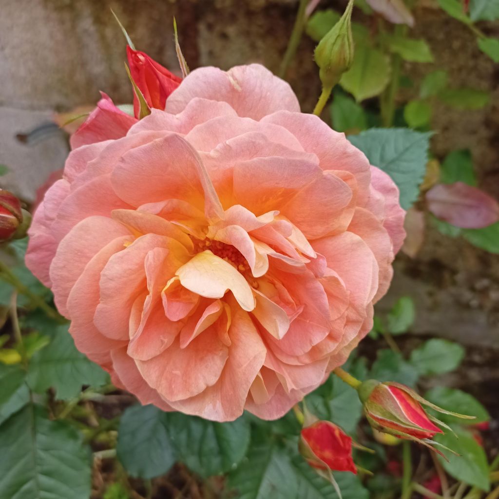 Rosa Westerland