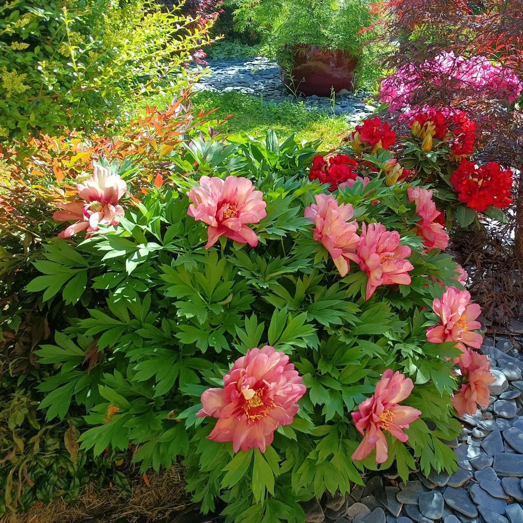 Peonia Itoh Hillary