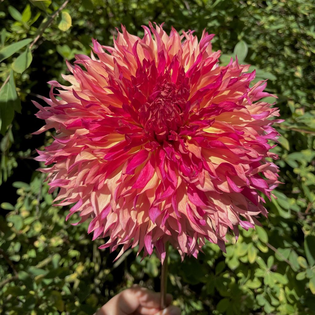 Dalia decorativa Myrtle's Folly