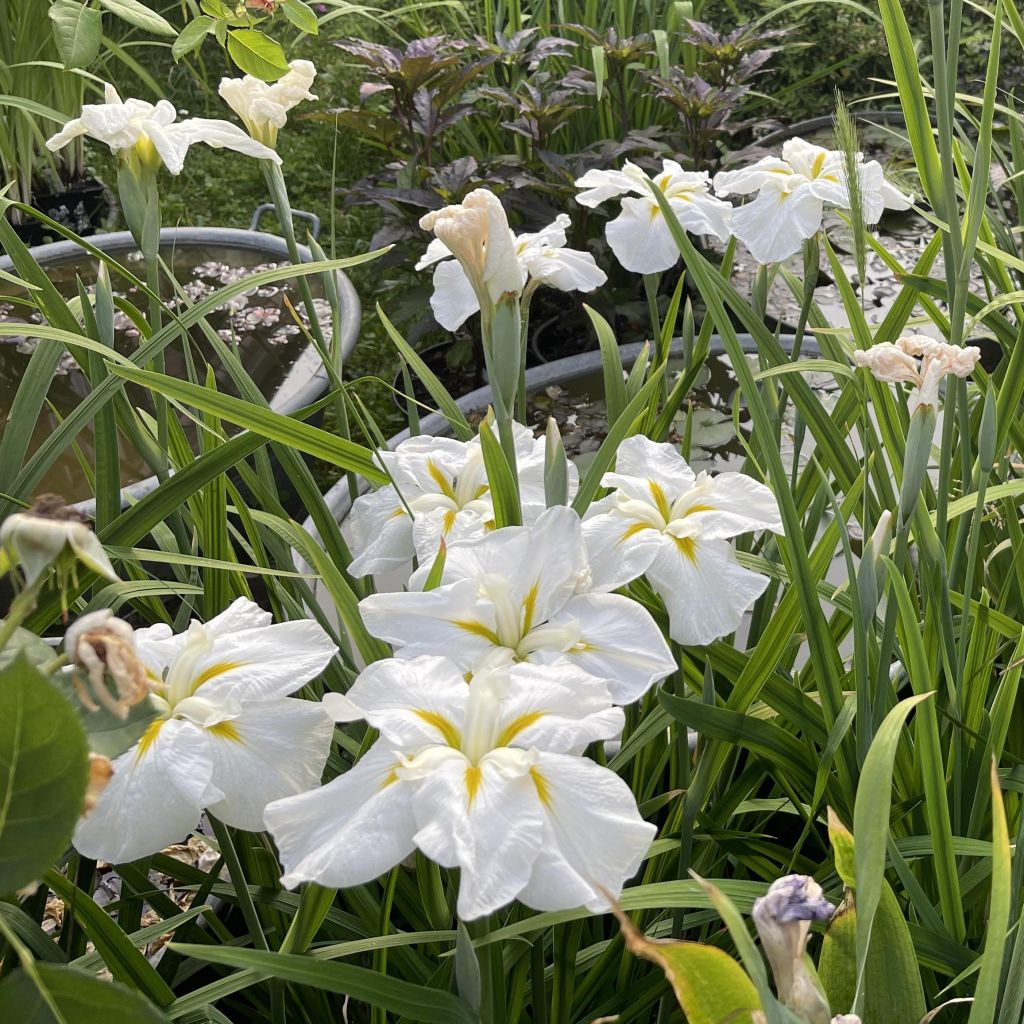 Iris ensata White Ladies - Iris giapponese
